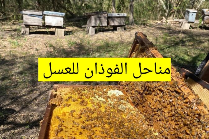 افضل منحل عسل طبيعي مناحل الفوذان للعسل