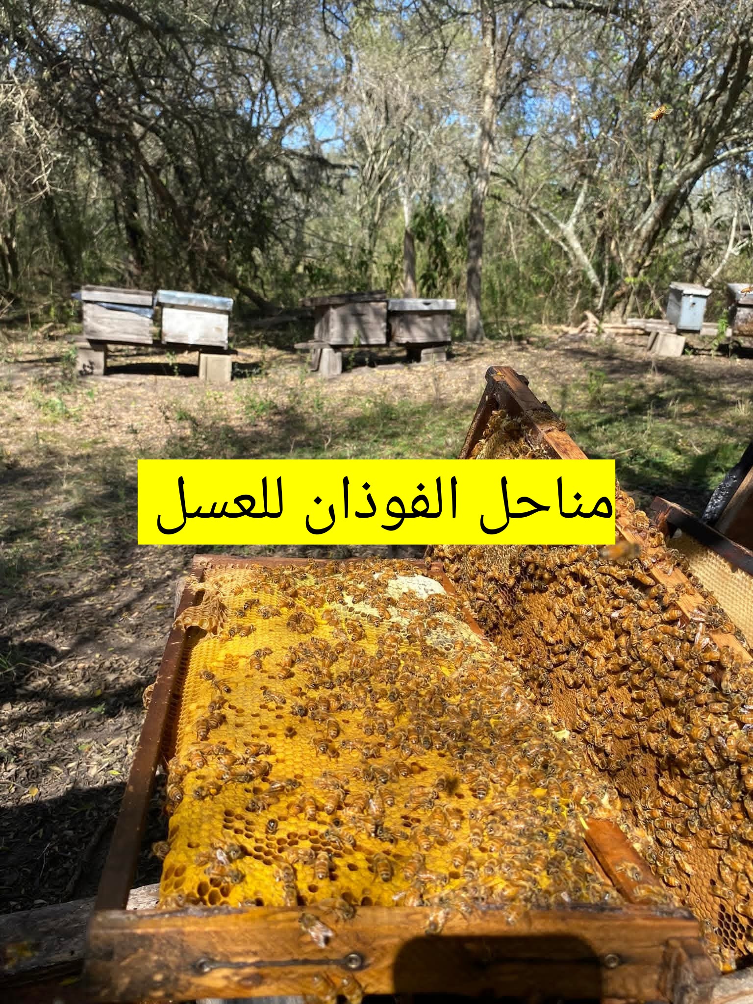 افضل منحل عسل طبيعي مناحل الفوذان للعسل